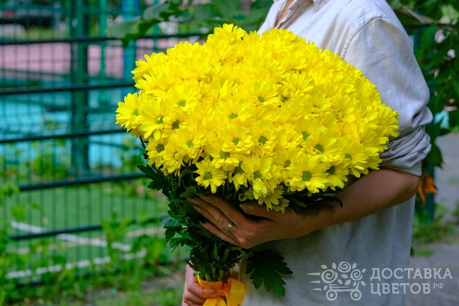 Букет Желтые кустовые хризантемы